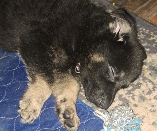 Medium Photo #3 German Shepherd Dog Puppy For Sale in SHORTSVILLE, NY, USA