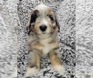 Aussiedoodle Miniature  Puppy for sale in LEBANON, OR, USA