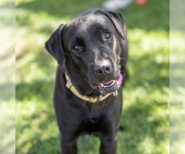 Medium Photo #2 Labrador Retriever-Unknown Mix Puppy For Sale in San Diego, CA, USA