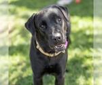 Small #1 Labrador Retriever Mix