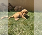 Small #42 Golden Retriever