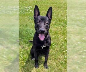 German Shepherd Dog Dogs for adoption in Akron, OH, USA