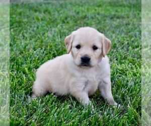 Golden Retriever Puppy for sale in FORDLAND, MO, USA