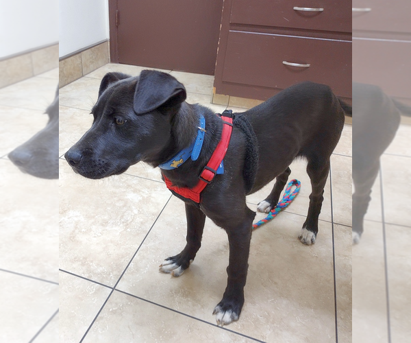 Medium Photo #4 Labrador Retriever-Staffordshire Bull Terrier Mix Puppy For Sale in Camden, SC, USA