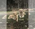 Small Photo #2 Golden Retriever Puppy For Sale in HOWARD, CO, USA