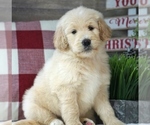Small Photo #1 Goldendoodle Puppy For Sale in WEST PLAINS, MO, USA