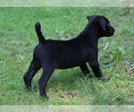 Small #5 Mutt