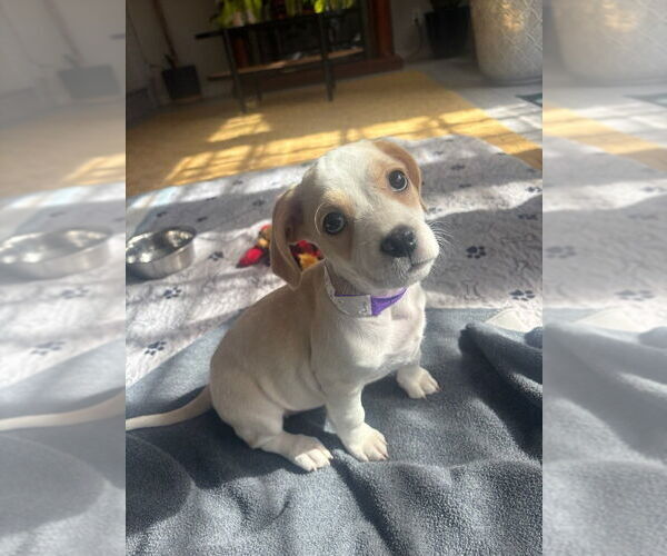 Medium Photo #5 Boxador Puppy For Sale in Lakewood, CO, USA