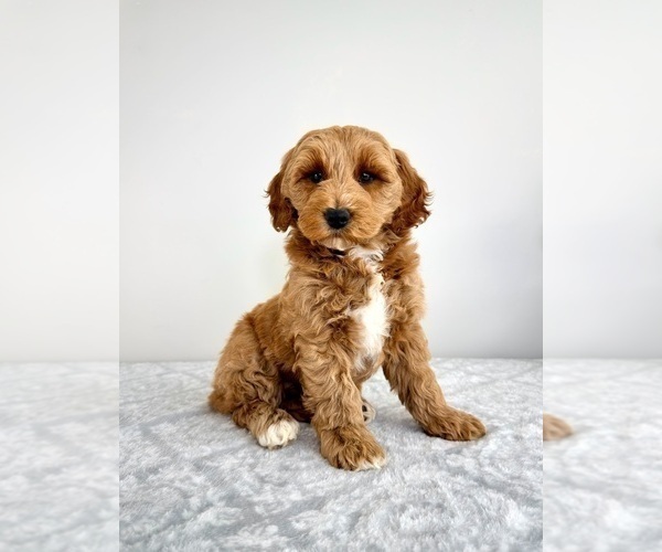 Medium Photo #1 Goldendoodle (Miniature) Puppy For Sale in GREENFIELD, IN, USA