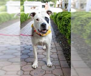 American Pit Bull Terrier Dogs for adoption in Oakhurst, NJ, USA