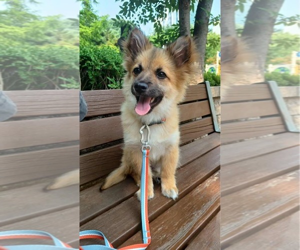 Medium Photo #3 Pomeranian-Spaniel Mix Puppy For Sale in Agoura Hills, CA, USA