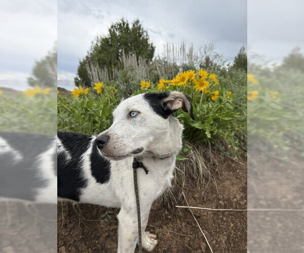 Medium Photo #21 Mutt Puppy For Sale in Sandy, UT, USA
