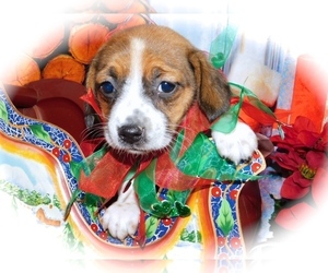Medium Beagle-Jack-Rat Terrier Mix