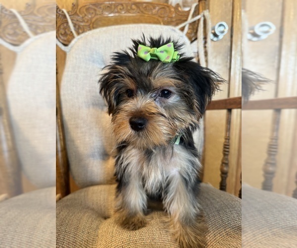 Medium Photo #1 Yorkshire Terrier Puppy For Sale in LANCASTER, MO, USA