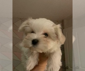 Maltese Puppy for sale in HAVERHILL, MA, USA