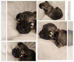 Small ShihPoo