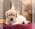 Rusty - Male Labrador Retriever Puppy for Sale - Photo #4