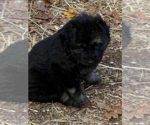 German Shepherd Dog Puppy for sale in NEWVILLE, PA, USA