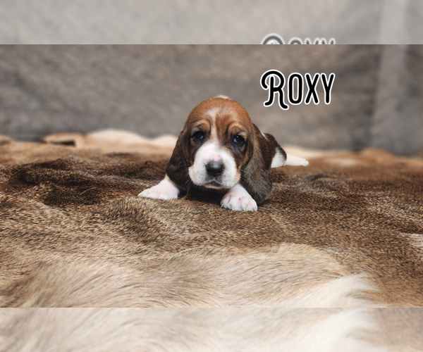 Medium Photo #29 Basset Hound Puppy For Sale in BYHALIA, MS, USA