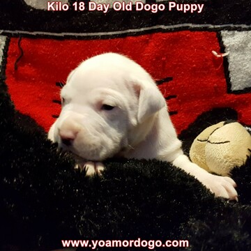 Medium Photo #189 Dogo Argentino Puppy For Sale in JANE, MO, USA