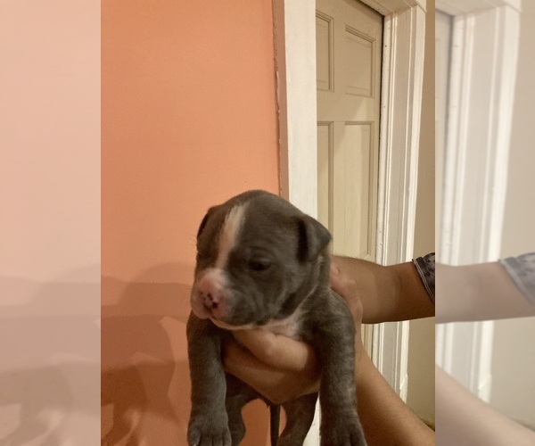 Medium Photo #4 American Pit Bull Terrier Puppy For Sale in STONE MOUNTAIN, GA, USA