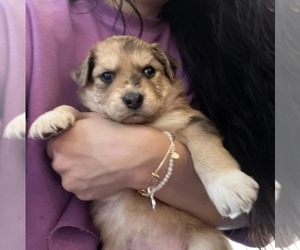Akita-Australian Shepherd Mix Dog for Adoption in NEWPORT NEWS, Virginia USA