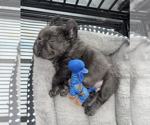 French Bulldog Puppy for sale in FRANKLIN, IN, USA