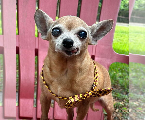 Medium Photo #4 Chihuahua Puppy For Sale in Weston, FL, USA