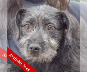 Labrador Retriever-Unknown Mix Dogs for adoption in Huntley, IL, USA