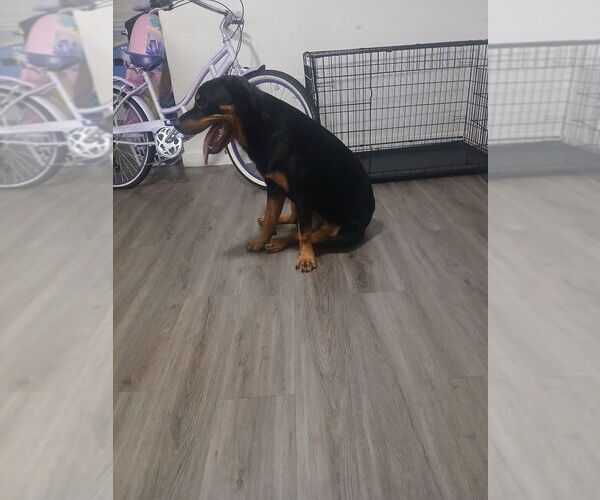 Medium Photo #1 Rottweiler Puppy For Sale in DALLAS, TX, USA