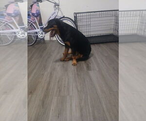Rottweiler Puppy for sale in DALLAS, TX, USA