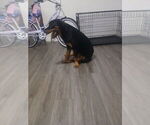 Small Rottweiler