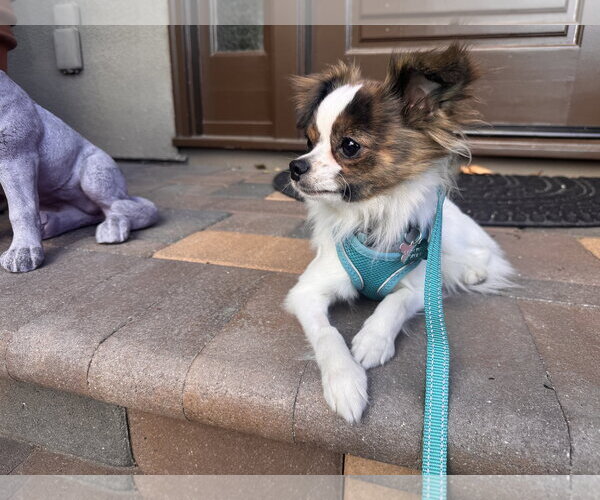 Medium Photo #5 Chion Puppy For Sale in Santa Clara, CA, USA