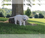 Small #2 English Cream Golden Retriever