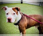 Small #1 American Pit Bull Terrier