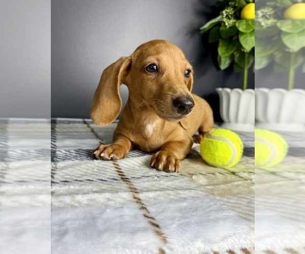 Medium Photo #3 Dachshund Puppy For Sale in GREENFIELD, IN, USA