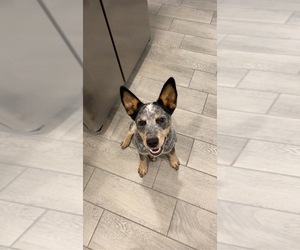 Australian Stumpy Tail Cattle Dog-Unknown Mix Puppy for sale in FORT WORTH, TX, USA