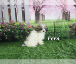 Small #23 Poodle (Toy)