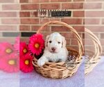 Small Photo #11 Bordoodle Puppy For Sale in ELIZABETH CITY, NC, USA