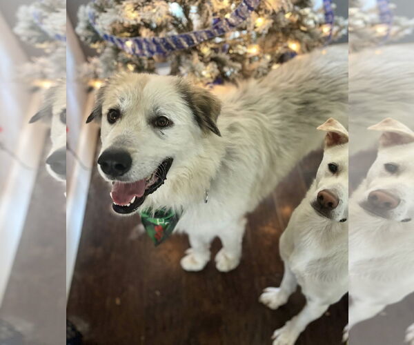Medium Photo #4 Great Pyrenees-Unknown Mix Puppy For Sale in Dallas, TX, USA