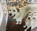 Small #3 Great Pyrenees Mix