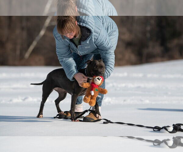 Medium Photo #5 American Staffordshire Terrier-Boxer Mix Puppy For Sale in Arlington, VA, USA