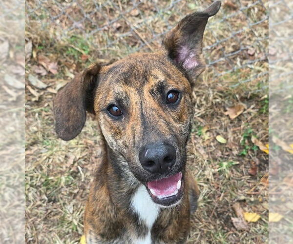 Medium Photo #1 Mountain Cur-Unknown Mix Puppy For Sale in Anniston, AL, USA