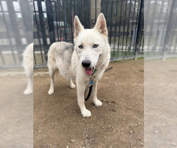 Medium Photo #2 Siberian Husky Puppy For Sale in Riverside, CA, USA