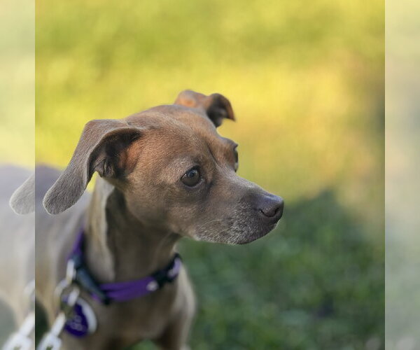 Medium Photo #3 Italian Greyhuahua Puppy For Sale in Pittsburg, CA, USA