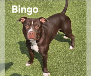American Pit Bull Terrier-Unknown Mix Dogs for adoption in Derwood, MD, USA