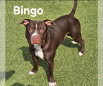 Small American Pit Bull Terrier Mix