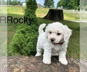 Bichon Frise Puppy for Sale in GREENVILLE, Pennsylvania USA