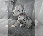 Small #1 Great Dane