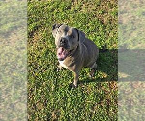 American Pit Bull Terrier Dogs for adoption in Grovetown, GA, USA